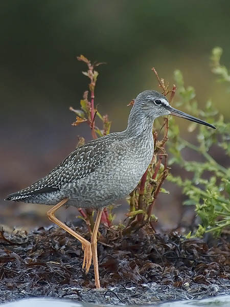Mustaviklo, Spotted Redshank, Tringa erythropus